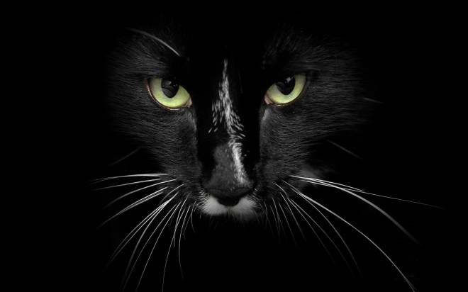 panther-black-wildlife-wallpaper-animal-feline-wallpapers